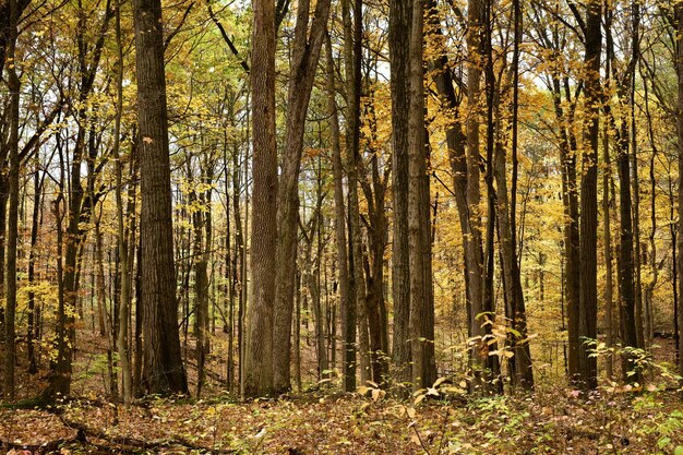 Borde de un bosque con árboles altos durante el otoño