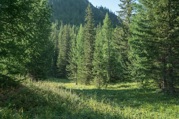 Borde del bosque en una mañana de verano verdor de árboles