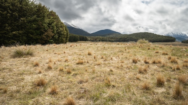 Borde del bosque con matas secas en primer plano y montañas de telón de fondo lagos Mavora Nueva Zelanda