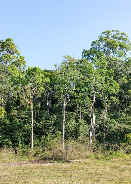 El borde del bosque tropical.