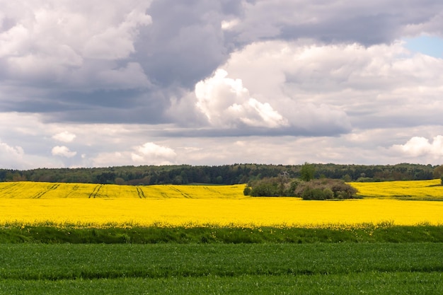 El borde de un campo floreciente de colza y trigo contra el fondo de las nubes Campos amarillos y verdes con diferentes cultivos Agricultura ecológica