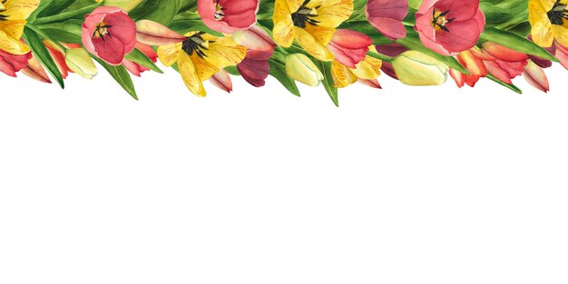 Borde sin costuras con tulipanes amarillo rojo aislado en blanco Ilustración floral de Pascua de acuarela para el día de la mujer 8 de marzo