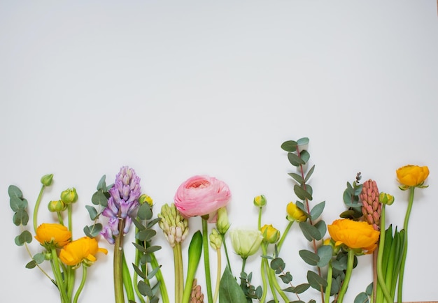 Borde floral de jacinto de ranunculus rosa y naranja y eucalipto sobre un fondo blanco Vista superior