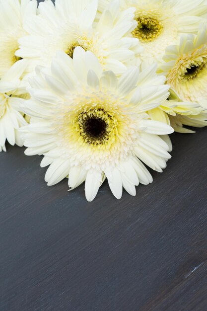 Borde de flores de gerbera fresca beige sobre mesa de madera oscura de cerca