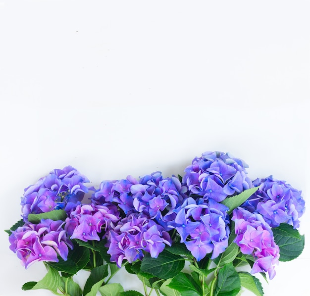 Borde de flores de hortensia azul y violeta sobre blanco