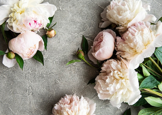 Borde de flores de peonía rosa claro fresco con espacio de copia en superficie de hormigón gris plano