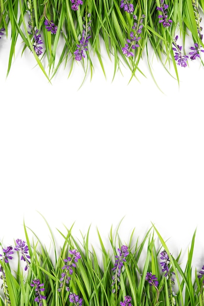 Borde hecho con hierba verde y flores de color púrpura sobre fondo blanco. Concepto de primavera o verano como telón de fondo. Plantilla para diseño, tarjeta de felicitación, invitación, postal Vista plana endecha superior Espacio de copia.