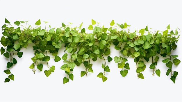 El borde de las hojas de la planta Dichondra sobre un fondo blanco