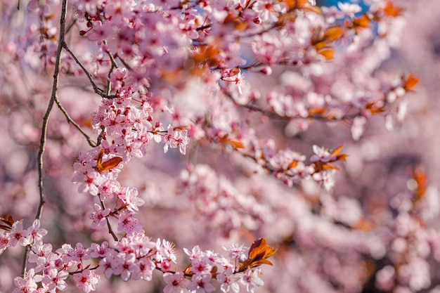 Borde de primavera o arte de fondo con flor rosa Hermosa naturaleza primer plano árbol floreciente rayo de sol