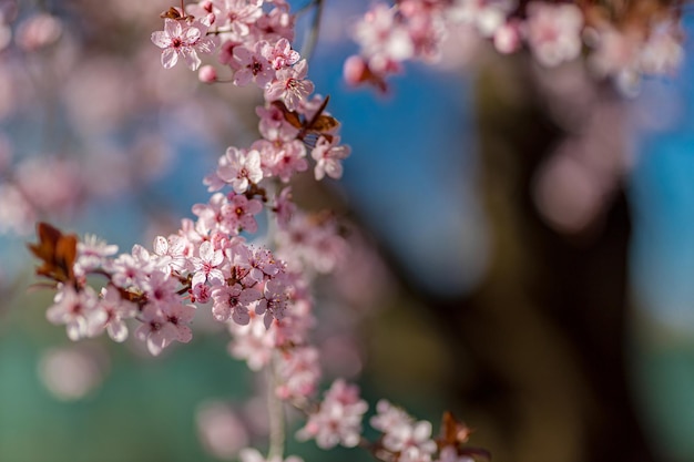 Borde de primavera o arte de fondo con flor rosa Hermosa naturaleza primer plano árbol floreciente rayo de sol