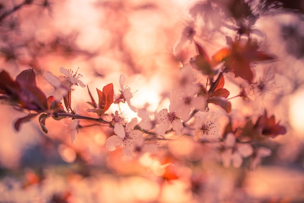 Borde de primavera o arte de fondo con flor rosa Hermosa naturaleza primer plano árbol floreciente rayo de sol