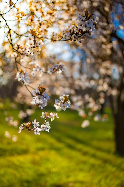 Borde de primavera o arte de fondo con flor rosa Hermosa naturaleza primer plano árbol floreciente rayo de sol