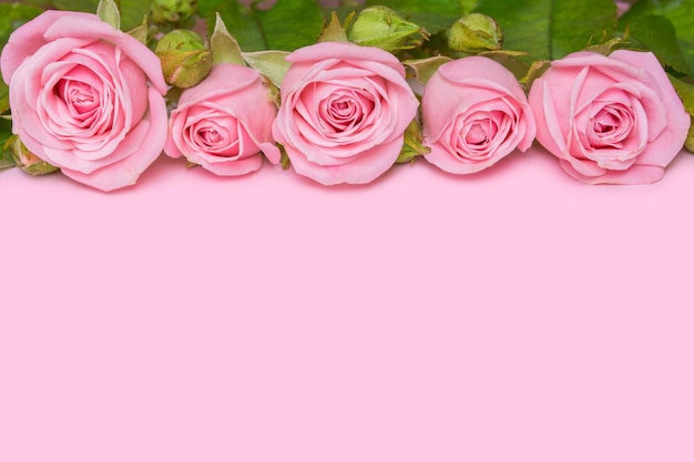 Borde de rosas rosadas sobre un fondo rosa