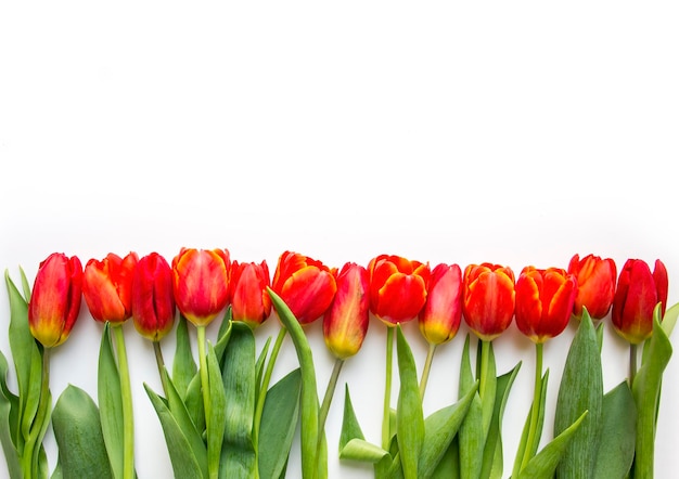 Borde de tulipanes rojos frescos aislado sobre fondo blanco.