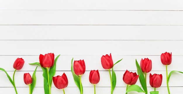 Borde de tulipanes rojos sobre madera blanca. Día de la madre, día de San Valentín, concepto de celebración de cumpleaños. Copiar espacio para texto, vista superior