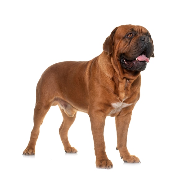 Bordeaux Mastiff vor weißem Hintergrund