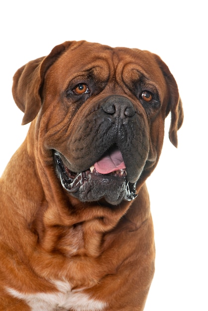 Bordeaux Mastiff vor weißem Hintergrund