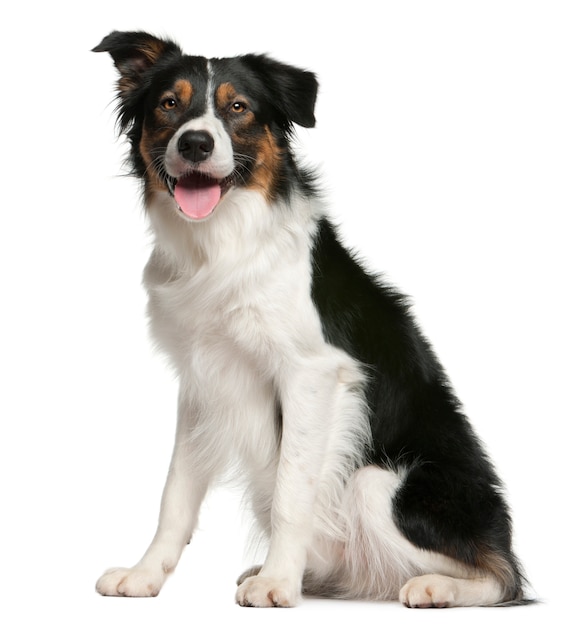 Border Collie, 12 meses de edad, sentado frente a una pared blanca