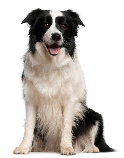 Border collie, 2 anos, sentado