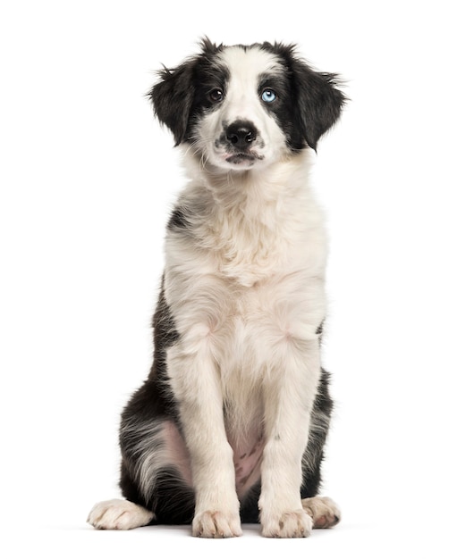 Border collie, 2 meses de edad, sentado frente a fondo blanco