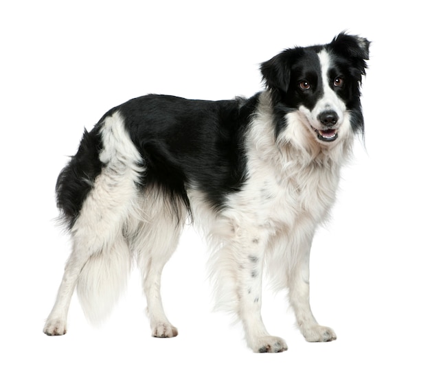 Border collie, 3 años de edad, de pie delante de la pared blanca