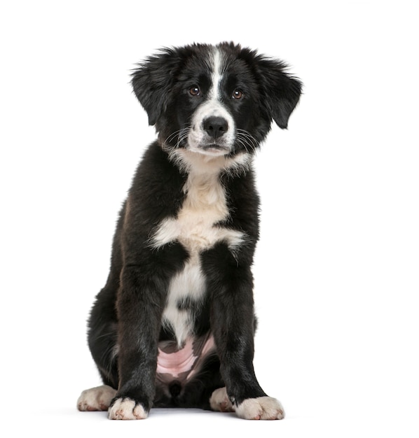 Border Collie, 3 meses de idade, sentado em frente a um fundo branco