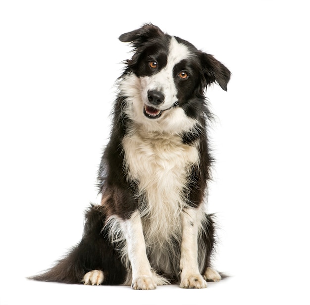 Border Collie, 4 Jahre alt, sitzt vor weißem Hintergrund