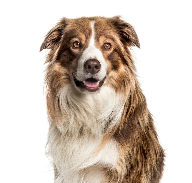 Border Collie, 5 años de edad, delante de un fondo blanco