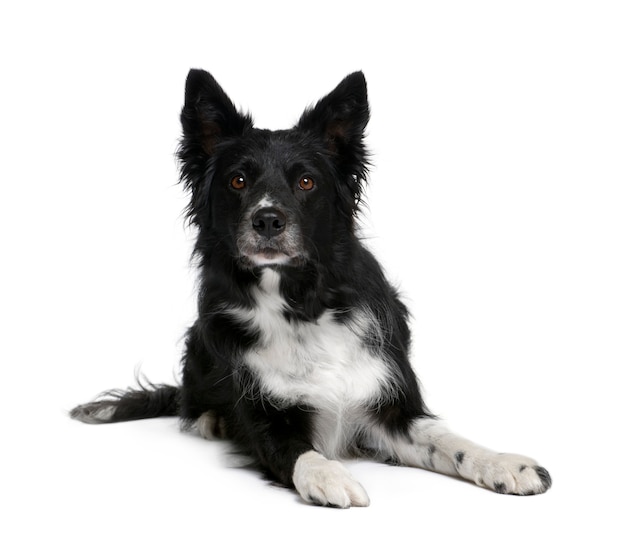 Border Collie, 6 años. Retrato de perro aislado