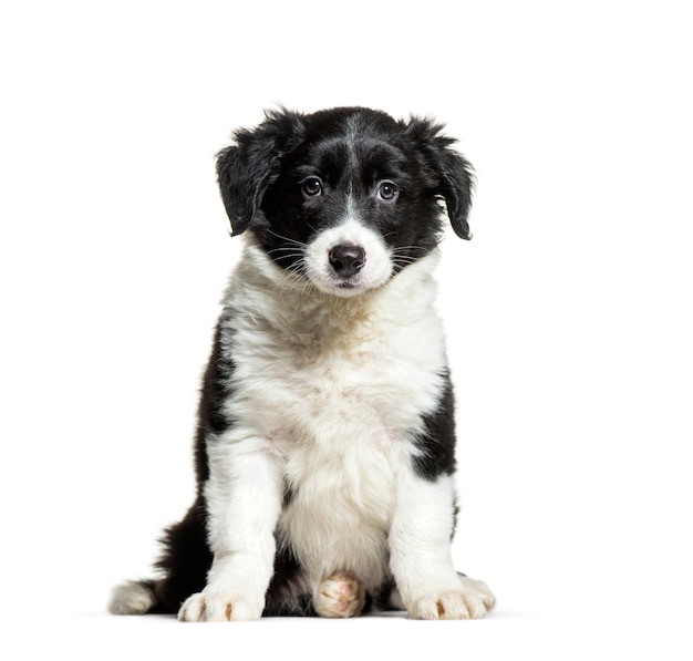 Border Collie, 9 semanas de edad, sentado frente a una superficie blanca