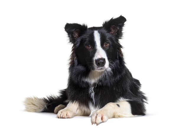 Border collie acostado aislado en blanco