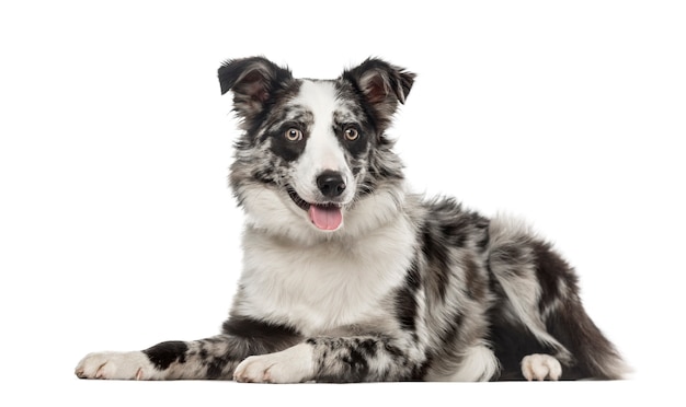 Border Collie acostado y jadeando, aislado en blanco