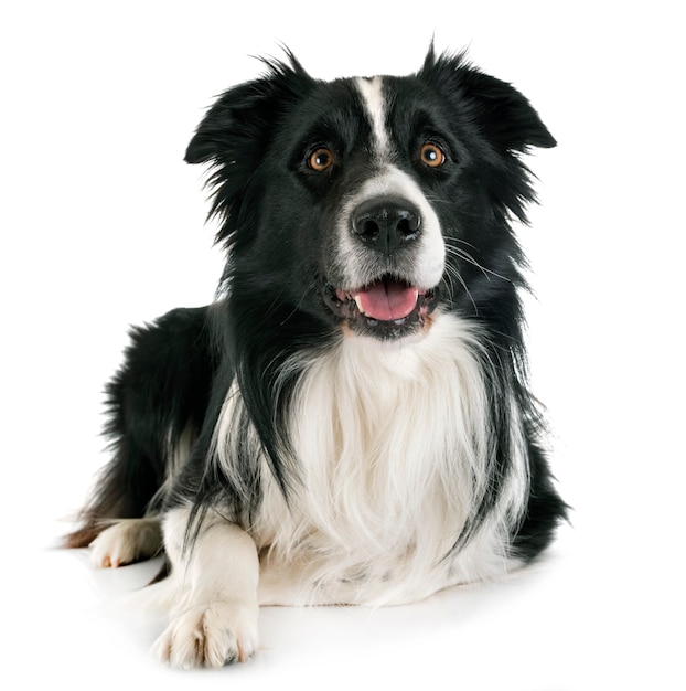 border collie adulto