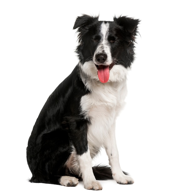 Border Collie aislado en blanco