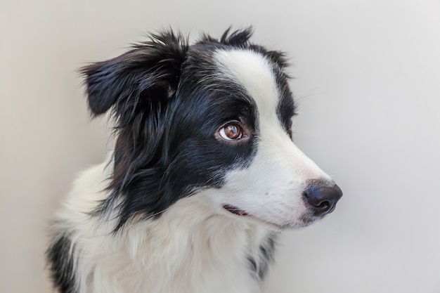 Border Collie aislado sobre fondo blanco.