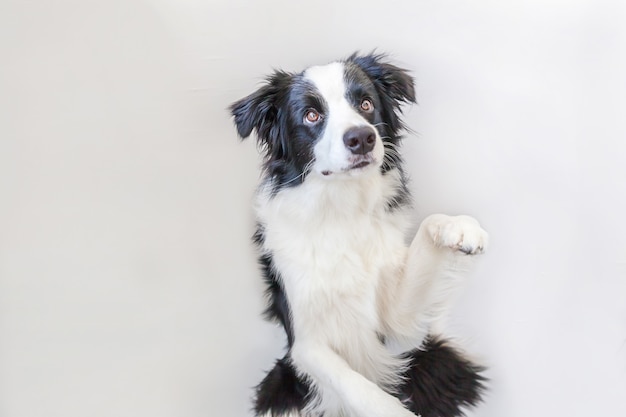 Border Collie aislado sobre fondo blanco.