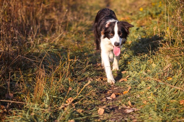 Border Collie va al campo seco de otoño