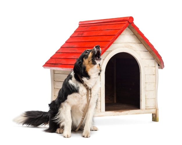 Border collie amarrado e latindo ao lado de um canil contra fundo branco