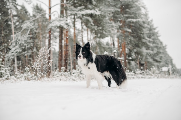 Border collie blanco y negro en el bosque nevado