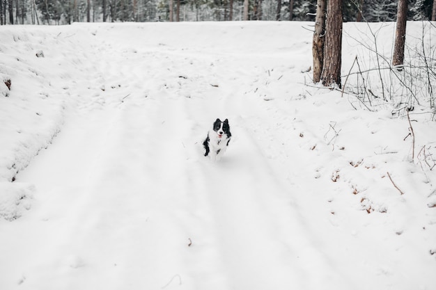 Border collie blanco y negro en el bosque nevado