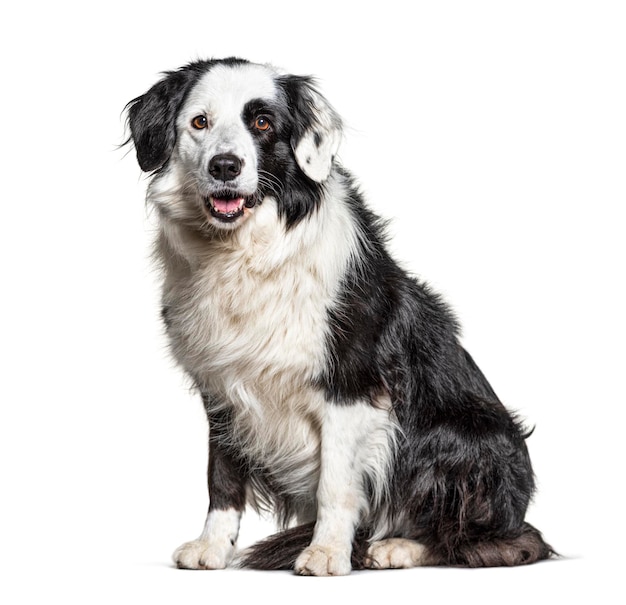 Border Collie blanco y negro sentarse aislado en blanco