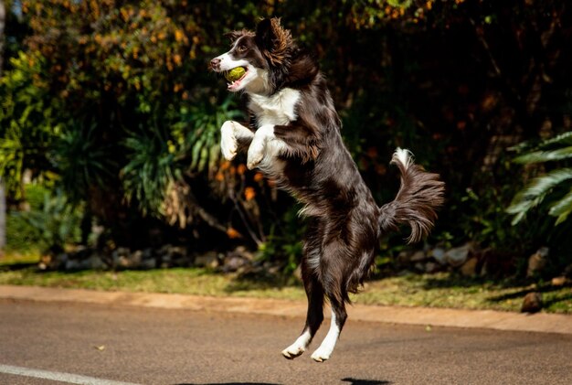 Foto border collie blanco y negro