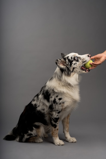 Border collie blue merle tomando una pelota - adiestramiento de perros