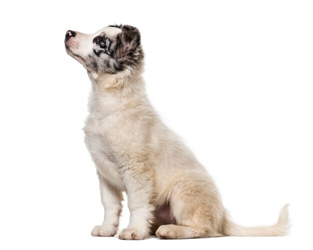 Border collie cachorro, 3 meses de edad, mirando hacia arriba contra el fondo blanco.