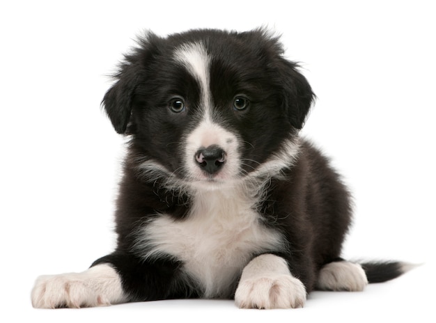 Border Collie cachorro, 6 semanas de edad, acostado