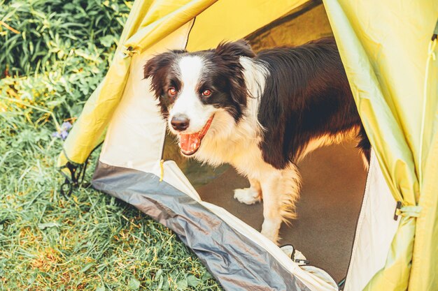 Border collie de cachorro al aire libre sentado dentro de la tienda de campaña