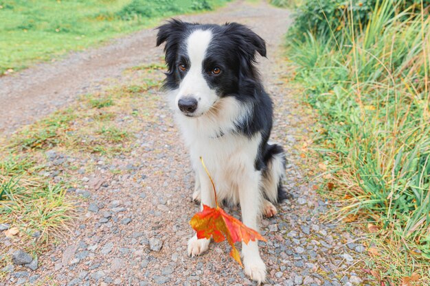 Border collie de cachorro divertido con hoja de otoño de arce naranja en la boca sentado en el fondo del parque al aire libre. Perro olfateando las hojas de otoño a pie. Hola otoño concepto de clima frío.