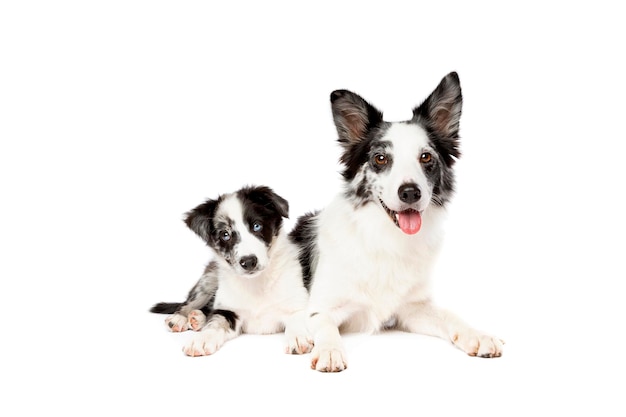 Border collie cachorro e cachorrinho