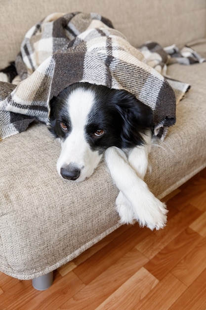 Border collie de cachorro gracioso acostado en el sofá debajo de cuadros en el interior