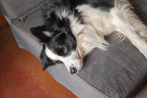 Border collie de cachorro lindo divertido acostado en el sofá en casa en el interior. Perro mascota descansando listo para dormir en un acogedor sofá. Concepto de cuidado de mascotas y animales.